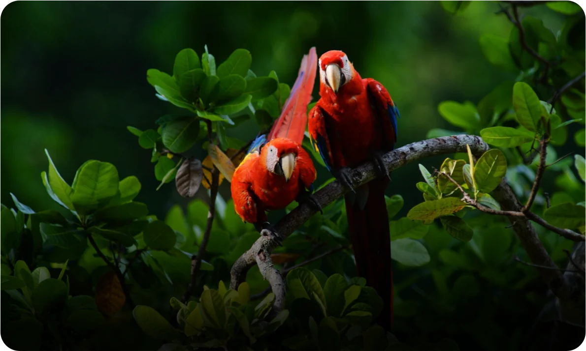 Scarlet macaws perched on a branch in the Costa Rican rainforest